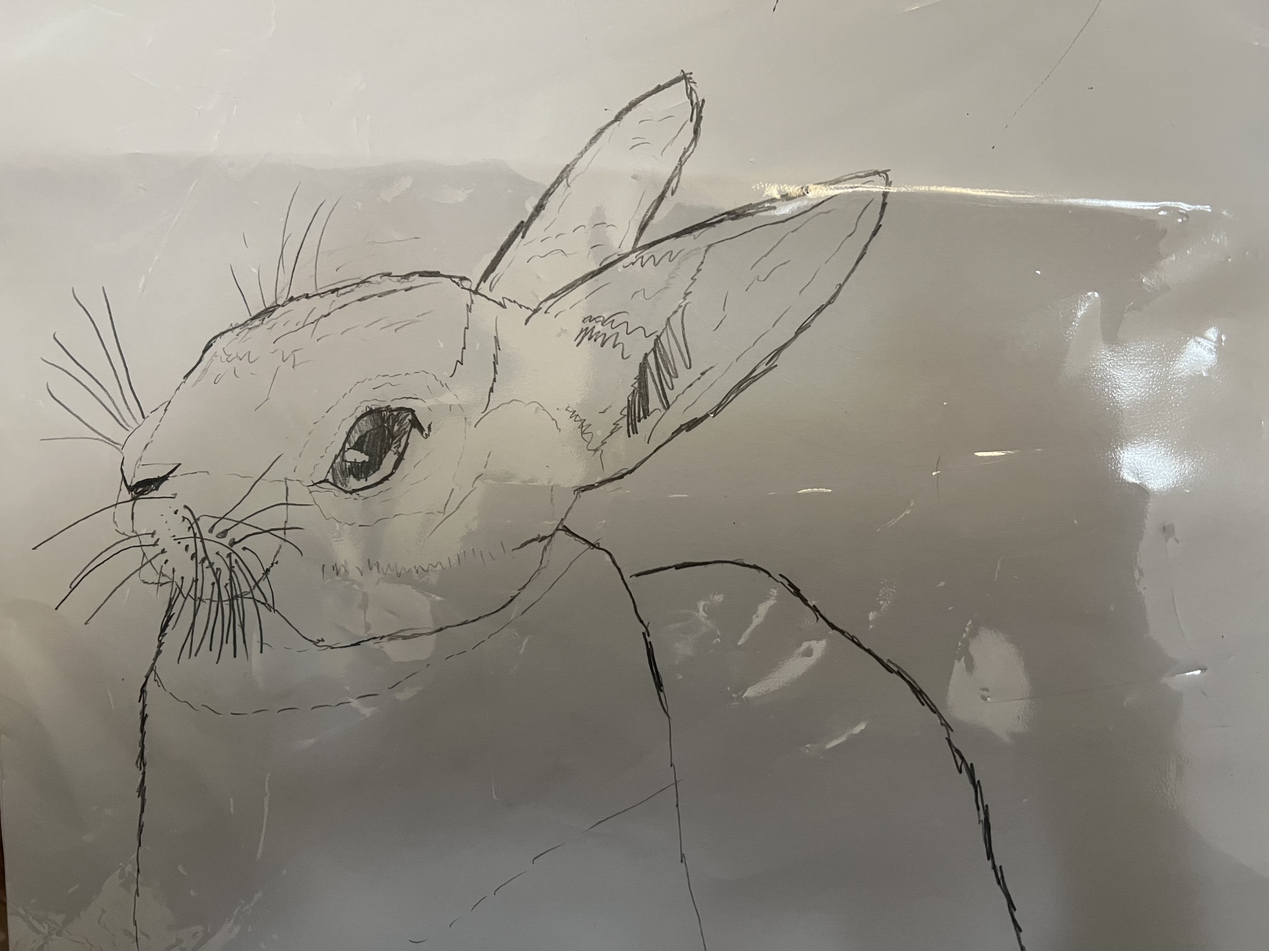 My Rabbit Thumbnail