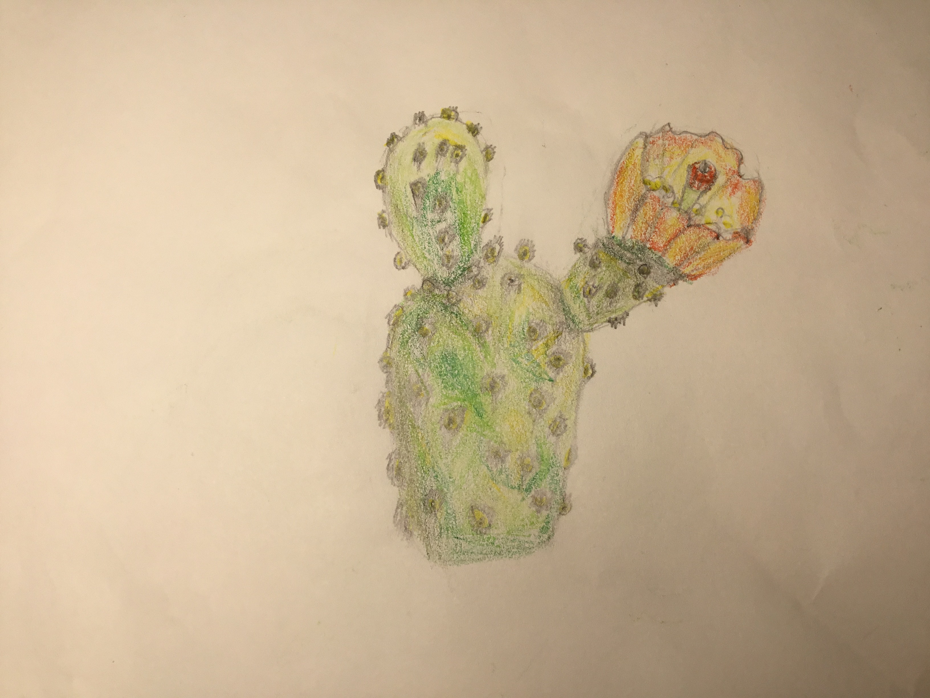 Blooming Cactus Thumbnail
